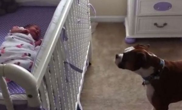 Πόσο συγκινητικό! Δείτε πώς αντιδρά ένας σκύλος όταν ακούσει το μωρό να κλαίει (βίντεο)
